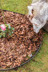 Gloved hands pouring wood chips from a clear bag around a pink rose bush planted in a lawn trellis bed. Yellow rubber boots and scattered fertilizer granules on the soil are visible.
