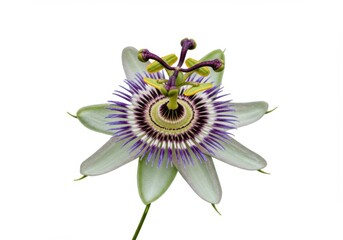Passiflora caerulea, Passiflora incarnata, passion flower white background, Passiflora edulis, Passiflora, passion flower, purple flower, white background, exotic, intricate, floral, botanical, plant.