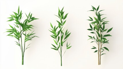 Fototapeta premium Three types of bamboo plants with green leaves isolated on white background.