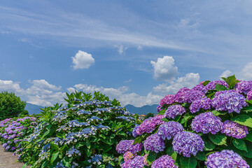 全盛期の紫陽花の里　日本