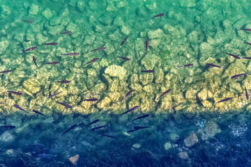 A clear view of small fish swimming in crystal-clear green water above rocky terrain in Kotor, Montenegro. The serene scene captures the natural underwater beauty of the Adriatic coastline