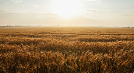 field of wheat. Field