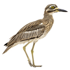 stone curlew png, transparent background