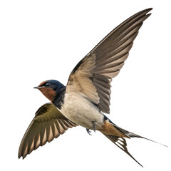 swallow png, transparent background