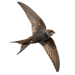 swift bird png, transparent background