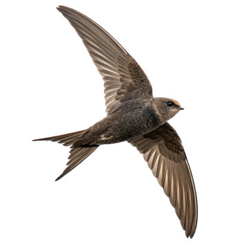 swift bird png, transparent background