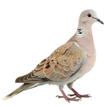 turtle dove png, transparent background