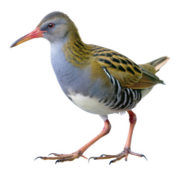 water rail png, transparent background