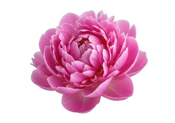 Fototapeta premium pink lotus isolated on white,Paeonia lactiflora, Paeonia officinalis, Paeonia suffruticosa, transparent peony, Peony, peony, pink peony, layered petals, white background, floral, botanical, plant.