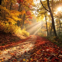 Obraz premium autumn in the forest