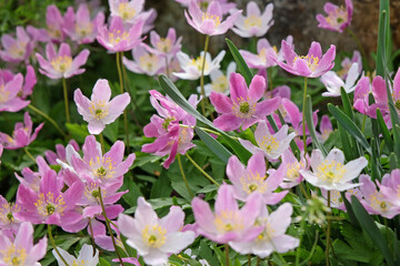 Pink Anemonoides nemorosa, the wood anemone, in flower.