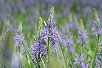 A field of purple Camassia, also known as camas, quamash, Indian hyacinth, camash, and wild hyacinth, flowering in a meadow.