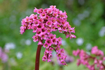 Obraz premium Dark pink Bergenia, elephant’s ears ‘Morgenrote’ in flower.