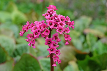 Dark pink Bergenia, elephant’s ears ‘Morgenrote’ in flower.