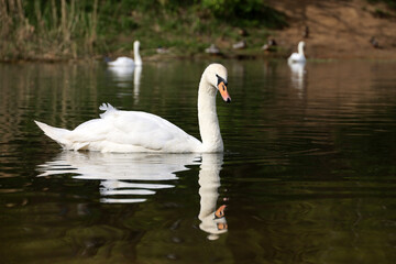 Obraz premium White swans swimming in a lake, reflection in water
