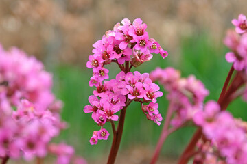 Dark pink Bergenia, elephant’s ears ‘Morgenrote’ in flower.