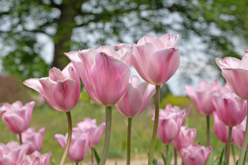 Fototapeta premium Pink Tulipa ‘Mistress Mystique’ triumph tulip in flower.
