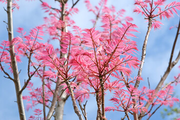 Pink leaves of Toona sinensis ‘Flamingo’, or Chinese cedar.