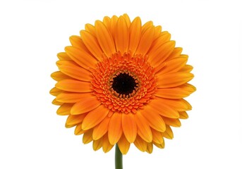 orange gerber daisy,Gerbera jamesonii, Gerbera, Bellis perennis, gerber daisy orange, gerbera, orange gerbera, single flower, white background, vibrant, bright, floral, botanical, plant, studio shot
