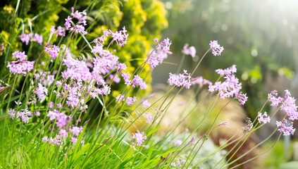 Tulbaghia Violacea flowers, Society garlic plant, Tulbaghia violacea a bulbous plant with purple flowers blooming in a garden, close up 
