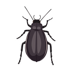 Darkling beetle insect on white background. Family tenebrionidae. Isolated vector illustration.