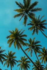Scenic Upward View of Lush Tropical Palm Trees Against Clear Blue Sky on a Sunny Summer Day – Nature and Travel Concept