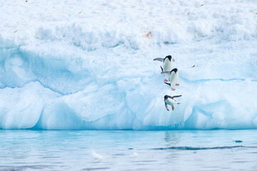 penguins jumping into the water © Amalia Goodall