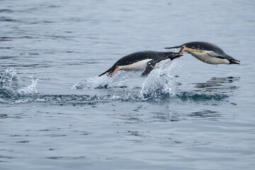 penguin swimming