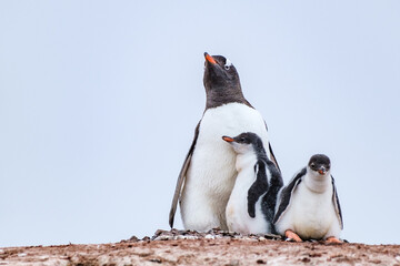 gentoo penguin with chicks