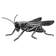 Grasshopper silhouette, Grasshopper icon, vector illustration isolated on white background, locust silhouette