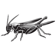 Grasshopper silhouette, Grasshopper icon, vector illustration isolated on white background, locust silhouette