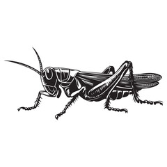 Grasshopper silhouette, Grasshopper icon, vector illustration isolated on white background, locust silhouette