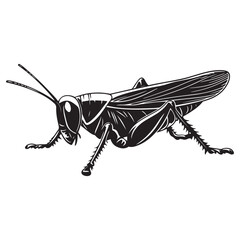 Grasshopper silhouette, Grasshopper icon, vector illustration isolated on white background, locust silhouette