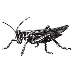 Grasshopper silhouette, Grasshopper icon, vector illustration isolated on white background, locust silhouette