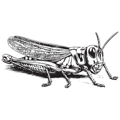 Grasshopper silhouette, Grasshopper icon, vector illustration isolated on white background, locust silhouette