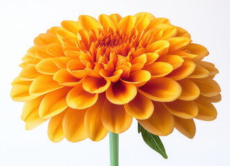 Image of Vibrant Marigold Flower Isolated on White Background With Green Stem and Details