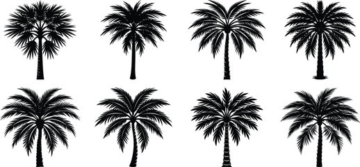 palm tree silhouettes