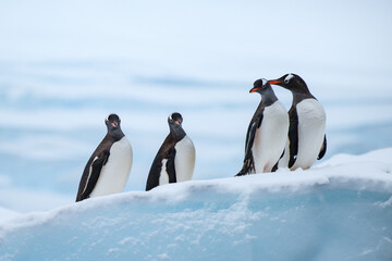 gentoo penguins on an iceberg © Amalia Goodall