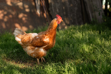 Hens feeding on traditional rural barnyard. Close up of chicken on barn yard. Free range poultry farming concept.