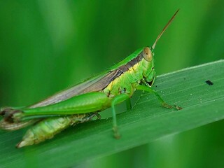 Fototapeta premium Close-up Portrait of a Leafhopper (Oxya chinensis) with a Natural Green Background