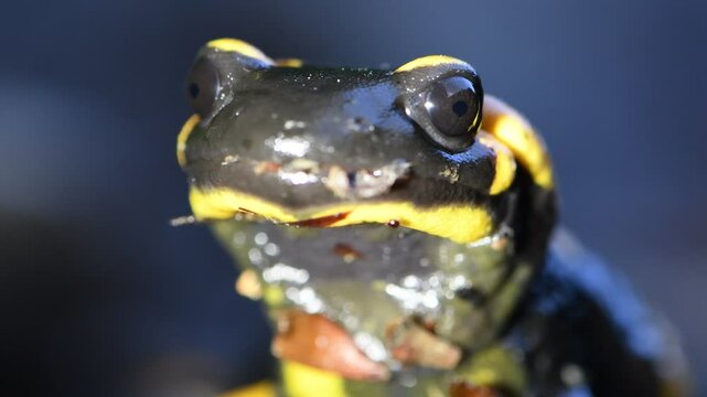 Amphibian salamandra salamandra aka fire salamander detail of blinking eye. Close-up night portrait.