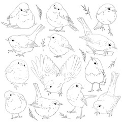 Robin birds line art collection, outline clip arts of European birds, coloring book birds