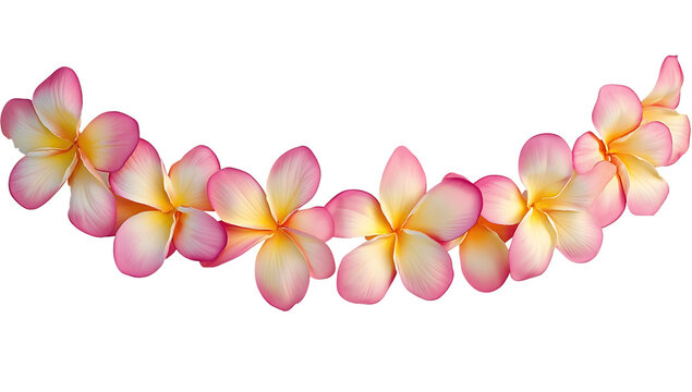 Fototapeta Pink and yellow plumeria flower lei tropical blossom
