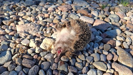 A dead hedgehog lies on a gravel road. A bird of prey caught the victim and dropped it from a height onto the rocks. Death by poisoning. It lies with its paws up. A wildlife cycle. High quality photo © Hanna