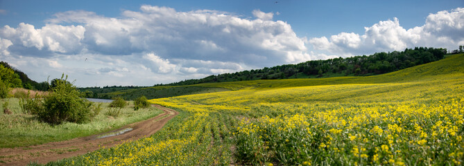 Large rapeseed fields in the central part of Ukraine. Panorama of the landscape in the agro-industrial sector. Field road along blooming rapeseed.
