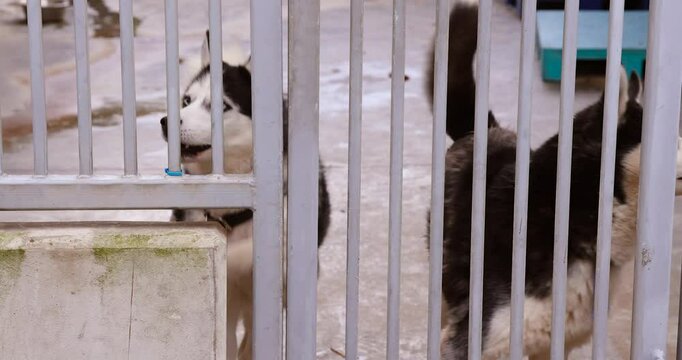 Sad husky dog in an animal shelter cage, longing for adoption and care.
