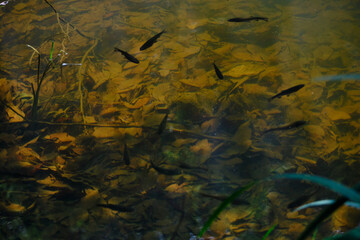 Aquatic Ballet: Abstract Dance of Fish in Dipsiz Lake's Depths