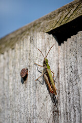 Grasshopper restings on wooden fence, Harlow, Essex