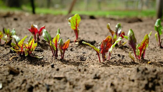 Close up of rows of red beets veggies in early stage growing in sand rich soil under full sun - moving camera sideways from right to left
