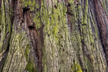 detailed close-up of textured huge tree bark with natural patterns and green moss. sequoia trunk texture. organic wooden background. 